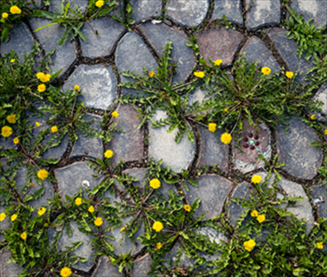 Crack and Crevice Weed Control